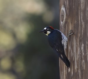Acorn Woodpecker II