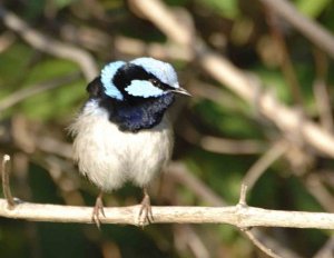 Superb Fairy-wren