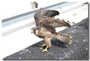 Peregrine falcon juvenile