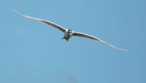 Royal tern flying