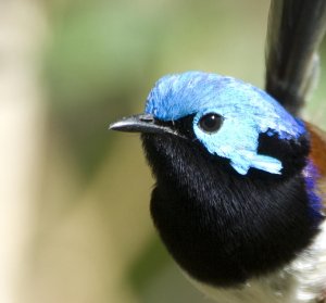 Variegated Fairy-wren