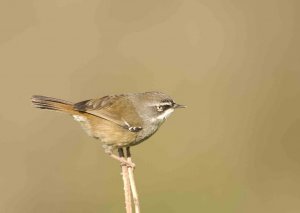 White-browed Scrubwren