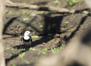 White-fronted Chat