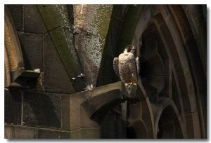 Peregrine falcon