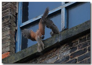 Kestrel with juvenile and prey