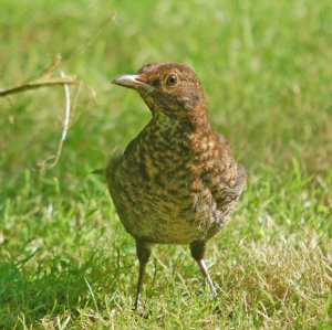 Blackbird Juvenile