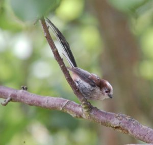 Long Tailed Tit Juvenile