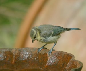 Blue Tit Juvenile