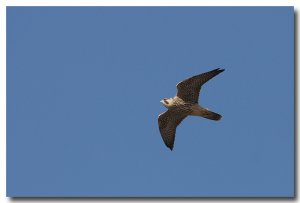 Peregrine falcon (juvenile)
