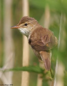 Reed Warbler