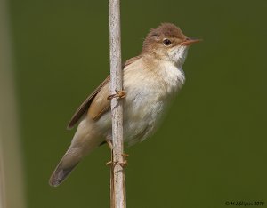 Reed Warbler