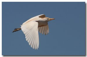 Cattle egret