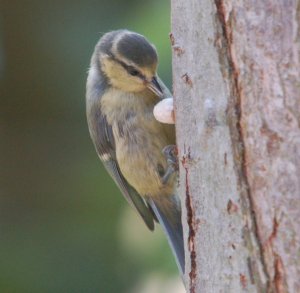 Blue Tit with nut