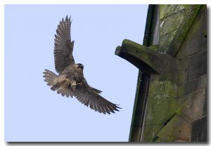 Peregrine falcon (juvenile)