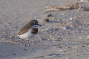 Double-banded Plover in Oz