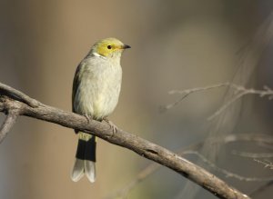 White-plumed Honeyeater