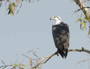 White-bellied Sea-eagle