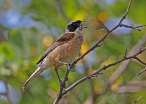 Penduline Tit