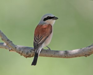 Red-backed shrike