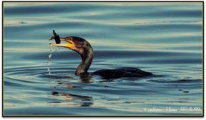 Cormorant fishing