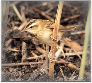 Sedge warbler