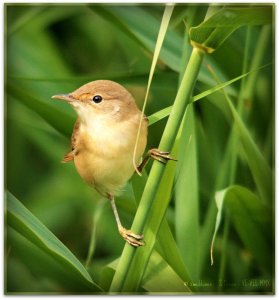 Reed warbler