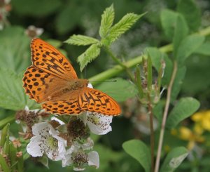 Silver-washed Fritillary - Topside