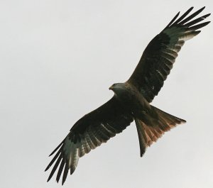 Red Kite - Right time, wrong gear!