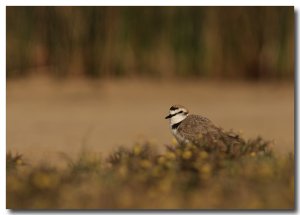 Kentish plover