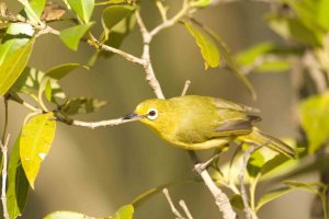 Yellow White-eye