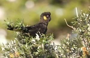 Yellow-tailed Black Cockatoo