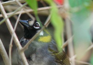 White-eared Ground-Sparrow, Costa Rica