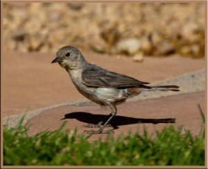 Lucy's Warbler