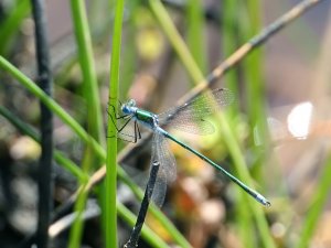 Emerald Damselfly