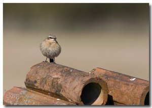 Wheatear