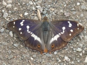 Purple emperor