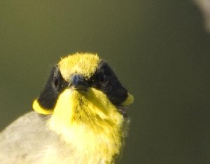 Yellow-tufted Honeyeater - Head Shot