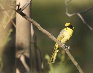 Yellow-tufted Honeyeater