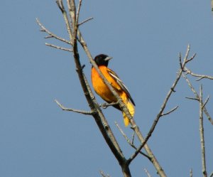 Baltimore Oriole - male