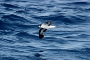 Black-capped Petrel