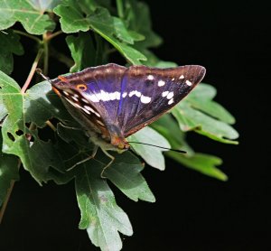 Purple Emperor - Male