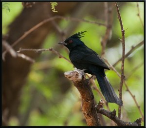 Phainopepla