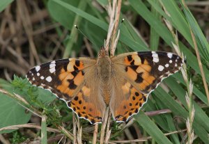 Painted Lady