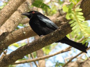 Spamgled Drongo