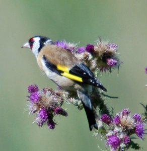 Goldfinch