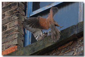 Kestrel with juvenile