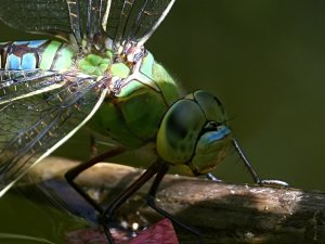 Emperor dragonfly