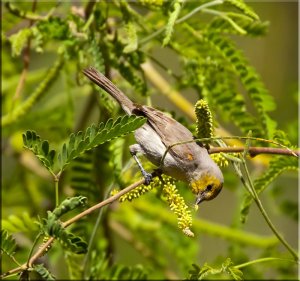 Acrobatic Eater