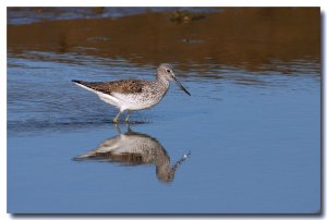 Greenshank