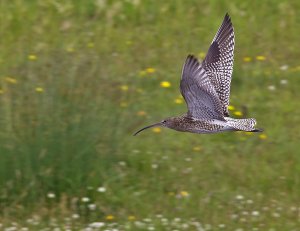 Curlew in flight